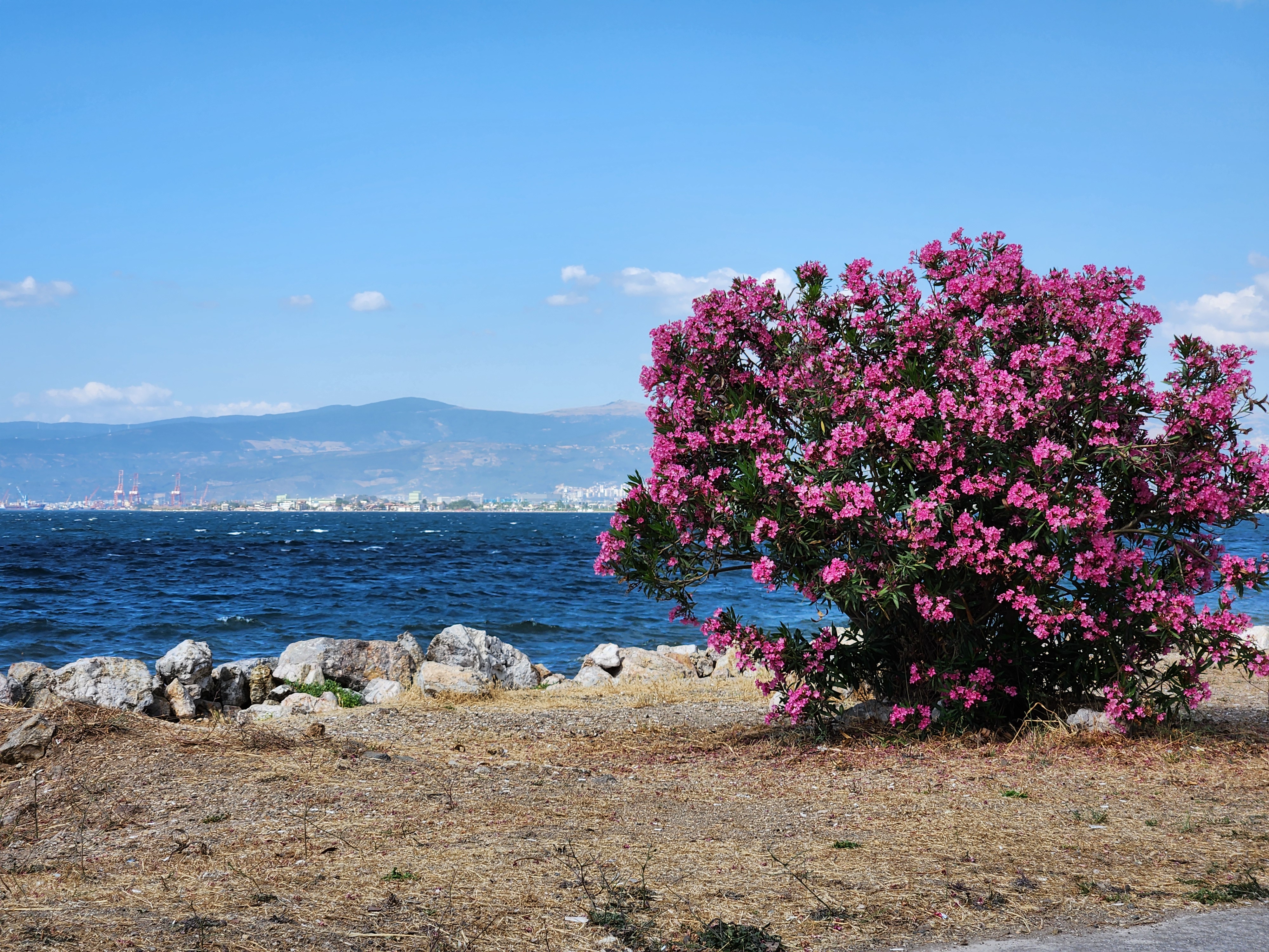 A small tree of some sort