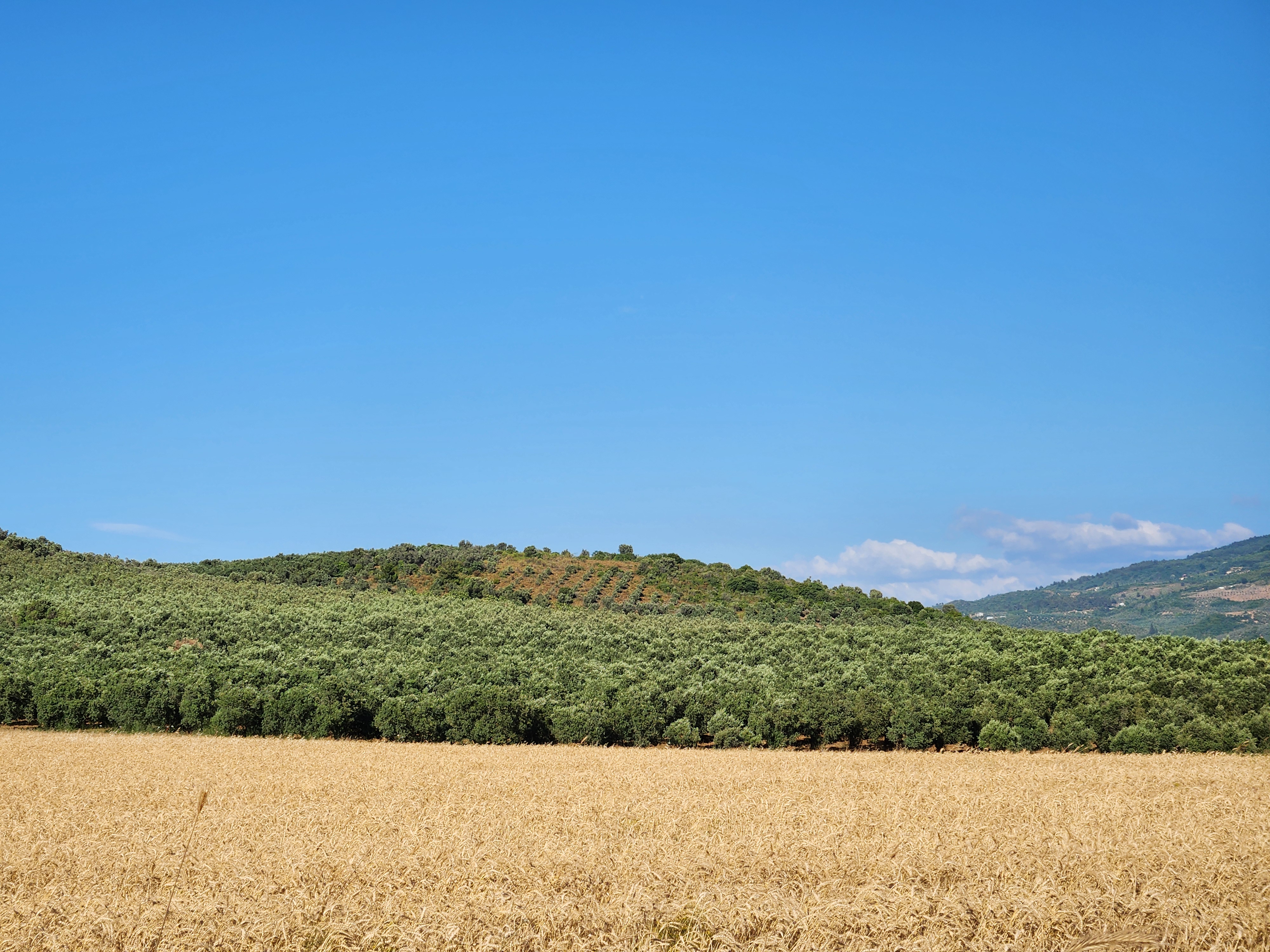 Farming fields near the harbor