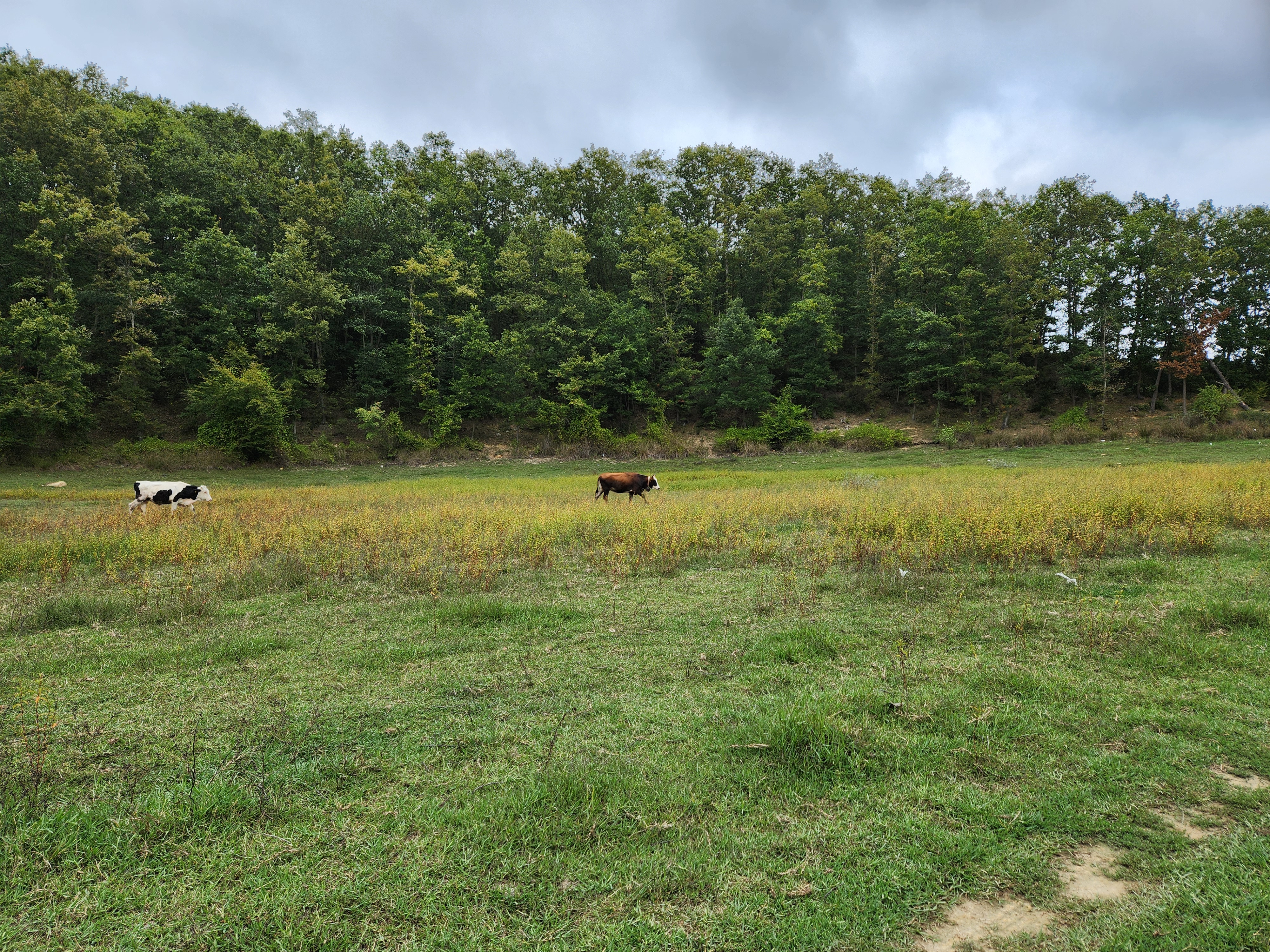 Cows that are scared by me