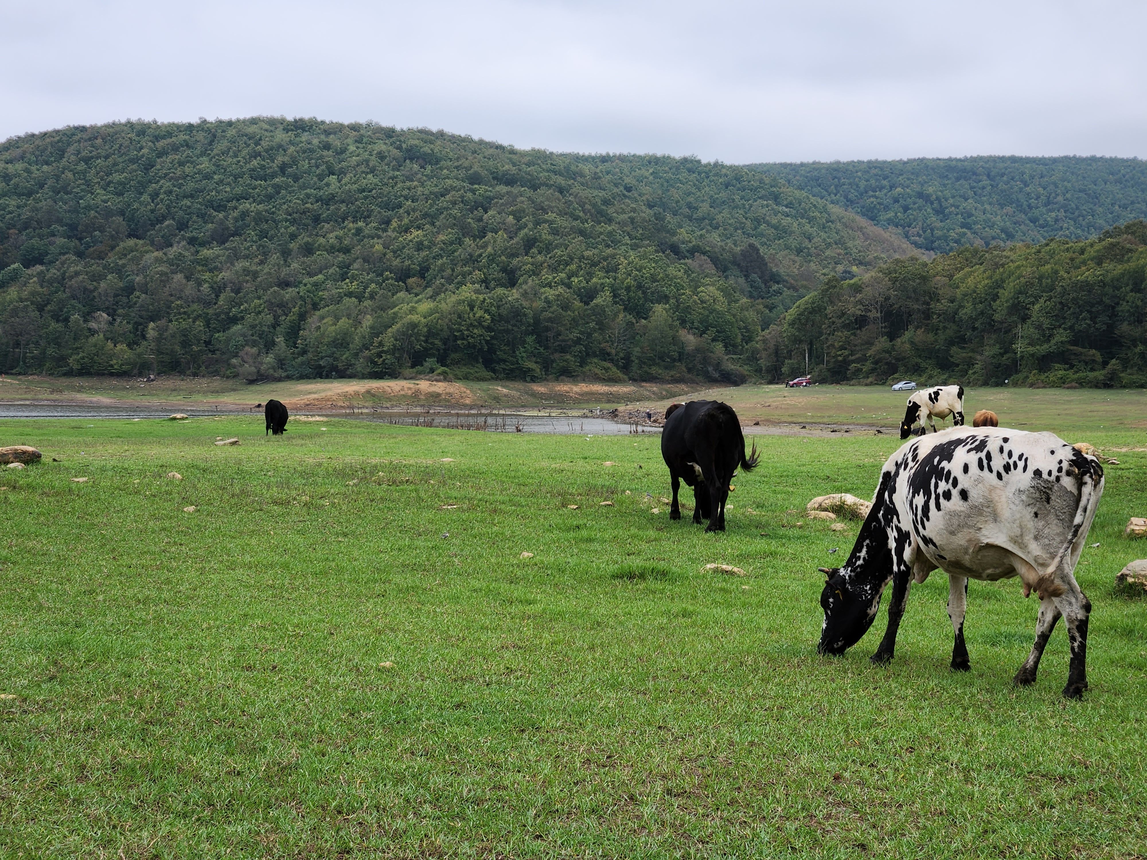 Cows grazing and not getting bothered by me