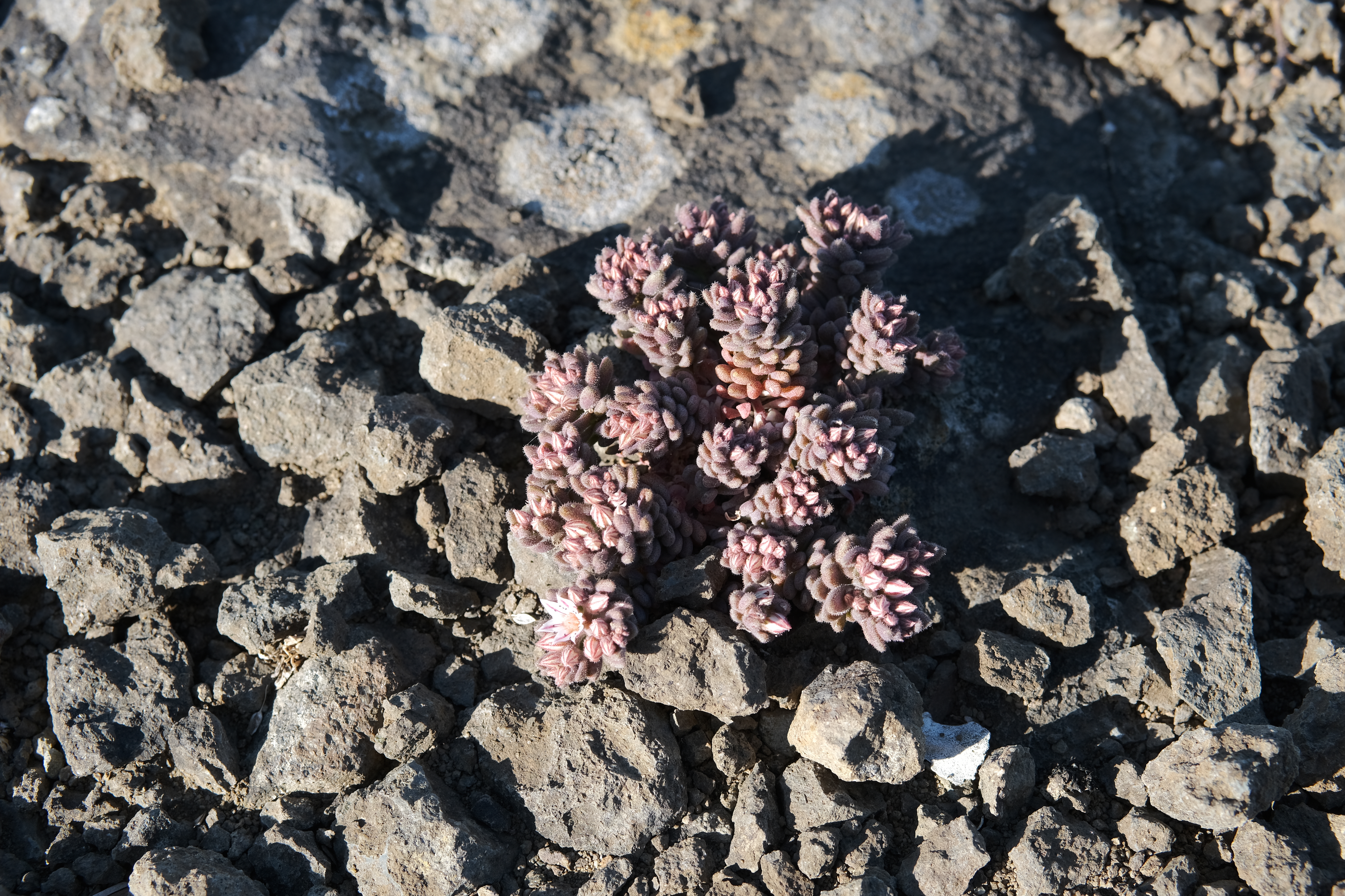 Little flower growing on rocks