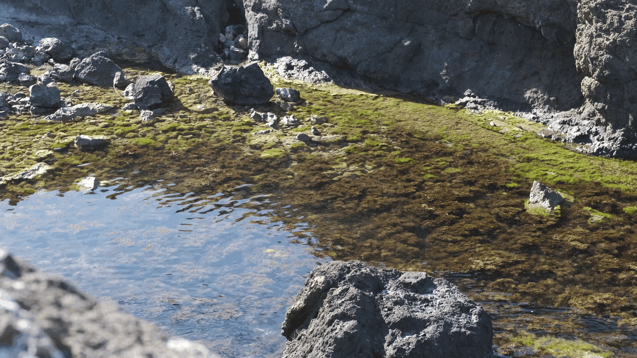 Vegetation inside the water